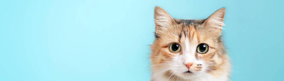 Мир глазами кошки: фотограф показал удивительные снимки