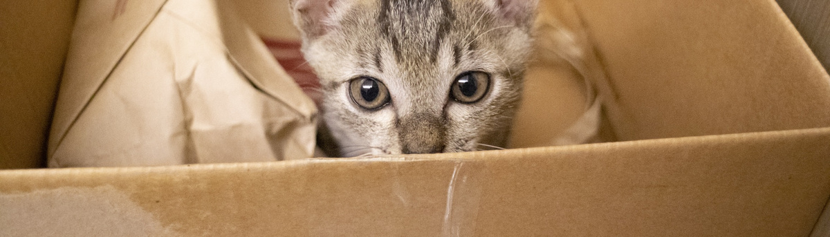 Пять причин, почему кошки так сильно любят коробки