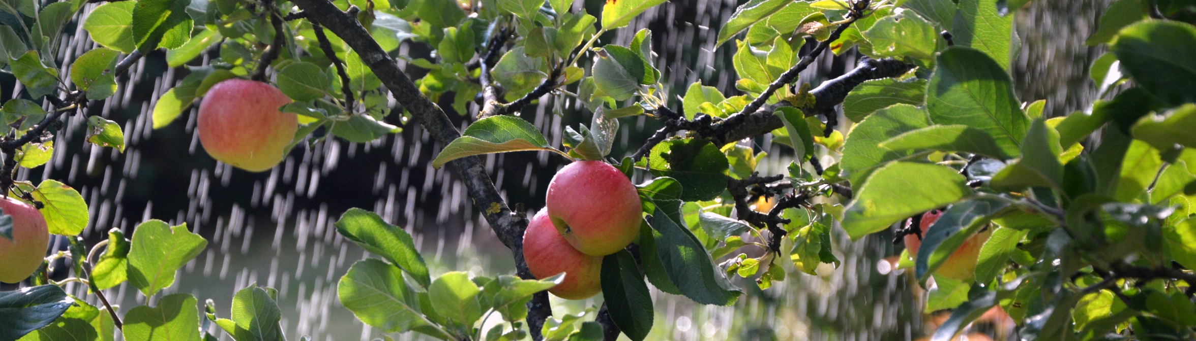 5 простых шагов, как правильно белить яблони — Ozon Клуб