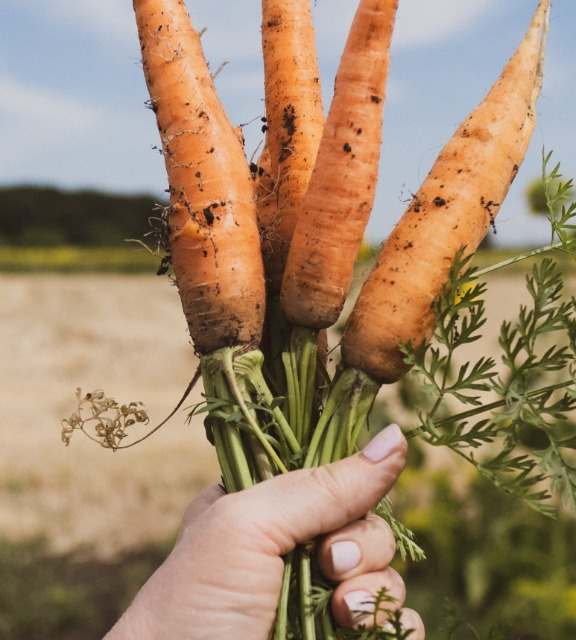 Как посеять морковь: 4 секрета удачного урожая — Ozon Клуб
