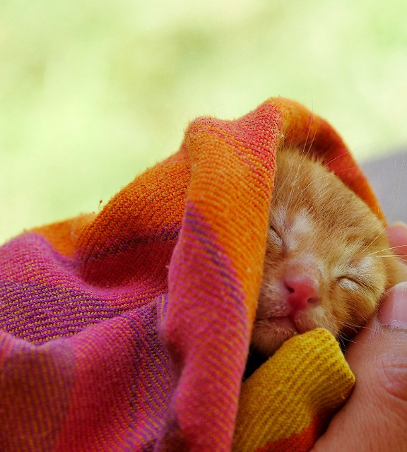 Котенок без мамы или искусственное вскармливание котят - статьи о ветеринарии «Свой Доктор»
