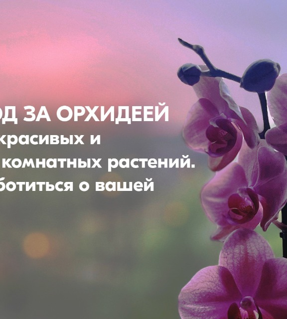 Календарь ухода за орхидеями | Вики Терра - Сад и огород | Дзен