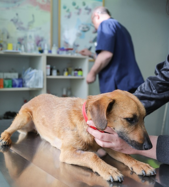 Первая помощь собаке при эпилепсии — Ozon Клуб