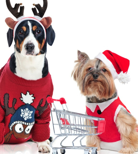 Новогодний костюм собаки своими руками | Собаки, Костюм, Карнавальные костюмы