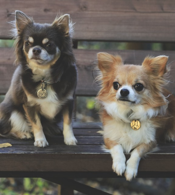 Где купить щенка чихуахуа и к чему стоит готовиться: уход, питание, болезни  и характер собак — Ozon Клуб