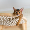 Абиссинские коты: что стоит знать перед&nbsp;покупкой питомца