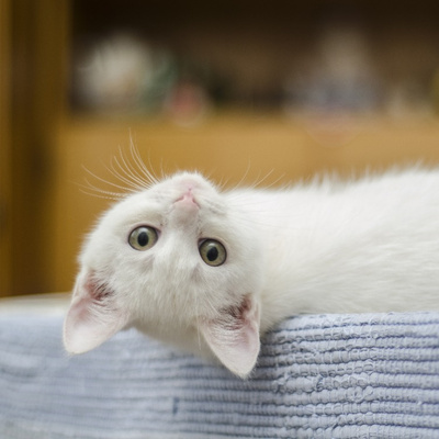 Кошка счастлива: 6 правил выбора когтеточки