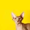 Главное о&nbsp;сфинксах: 10 вопросов владельцам «голых» кошек