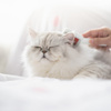 Расчёски для&nbsp;кошек: обзор брендов и рейтинг лучших