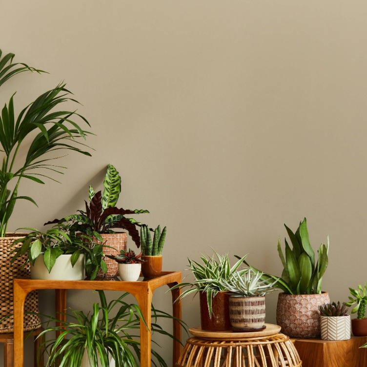 Комнатные растения: топ-10 видов, которые украсят дом