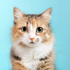 Мир глазами кошки: фотограф показал удивительные снимки