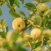 Топ-5 правил, как прививать фруктовые деревья