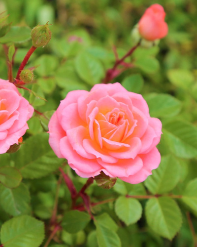 Как вырастить штамбовую розу: 5 советов — Ozon Клуб