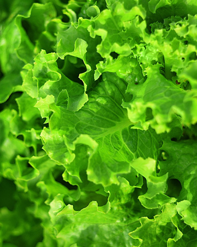 Как вырастить на подоконнике салат: 7 советов — Ozon Клуб