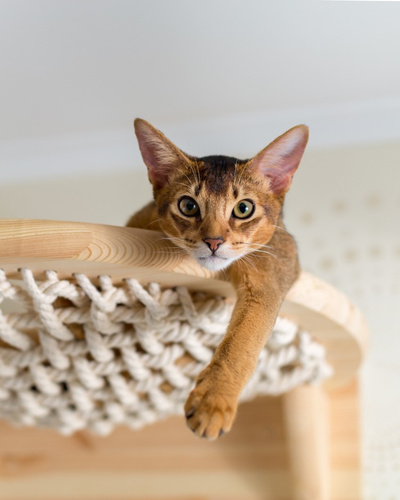 Абиссинские коты: сколько стоит котёнок, особенности ухода и характера —  Ozon Клуб