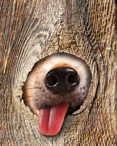 Намордники для собак: виды и назначение