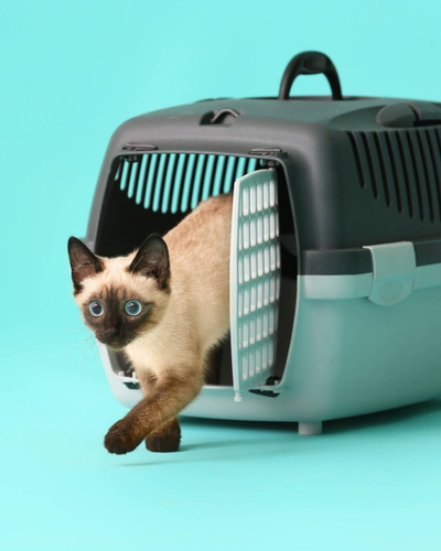 Переноски для кошек: рейтинг моделей для коротких и длинных поездок — Ozon  Клуб
