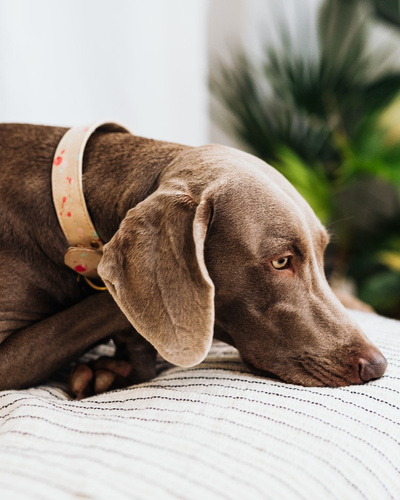 Грипп собак: причины, симптомы, диагностика, лечение, профилактика
