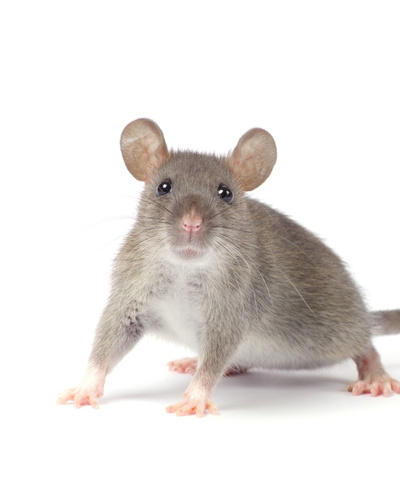 Как ухаживать за крысой — Ozon Клуб