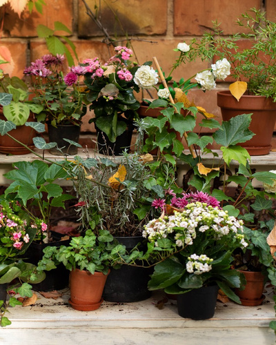 Какие комнатные цветы нельзя держать дома: топ-5 опасных растений — Ozon  Клуб