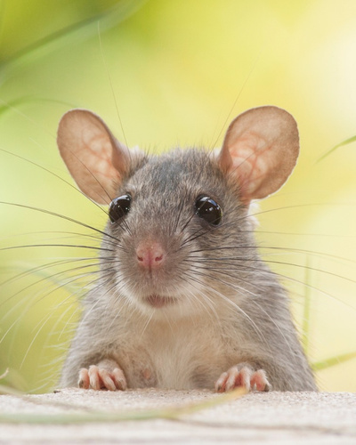 Названы способы этично вывести мышей в доме — Ozon Клуб