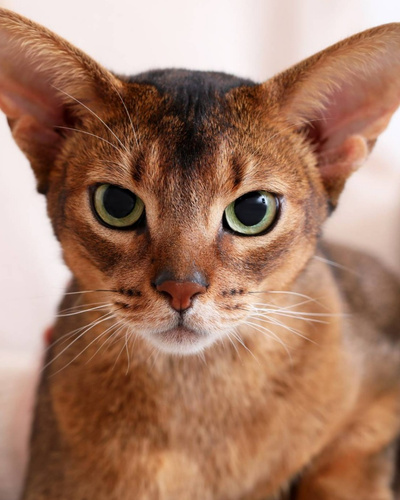 Учёные назвали самые умные породы кошек — Ozon Клуб