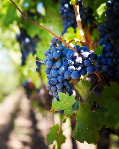 Топ-6 советов, как сажать виноград — Ozon Клуб