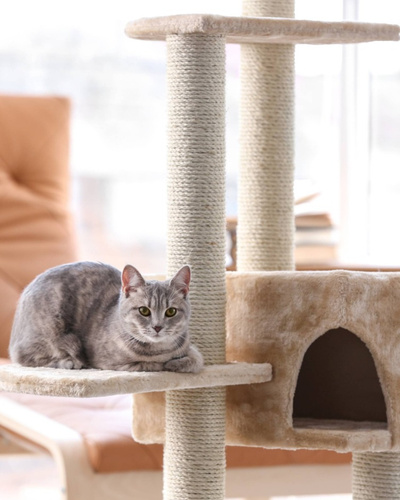 Как выбрать домик для кошки по размеру, материалам и конструкции — Ozon Клуб
