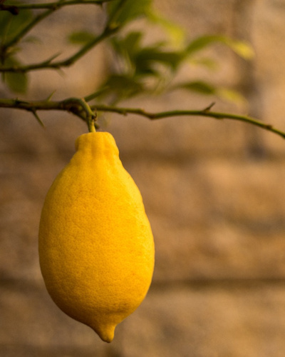 Лимон - Комнатные растения - Все Вместе