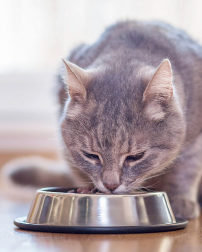 Как правильно кормить котят и взрослых кошек — Ozon Клуб