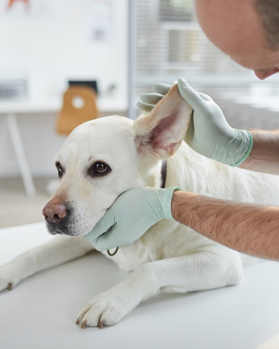 Купирование хвостов и ушей у собак: зачем делают процедуру, за и против,  мнение врача — Ozon Клуб