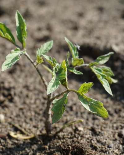 4 простых способа вырастить рассаду помидоров — Ozon Клуб