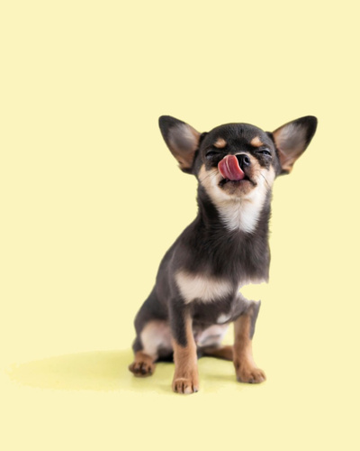 Где купить щенка чихуахуа и к чему стоит готовиться: уход, питание, болезни  и характер собак — Ozon Клуб
