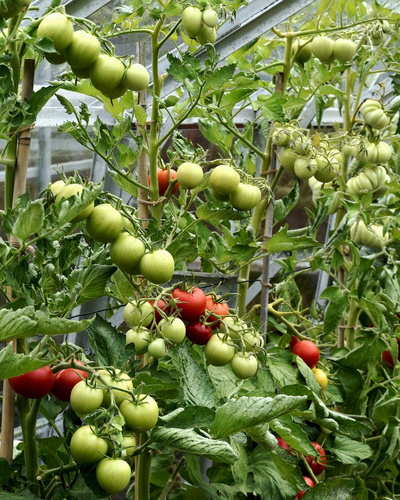 6 советов, как правильно посадить помидоры в теплицу — Ozon Клуб
