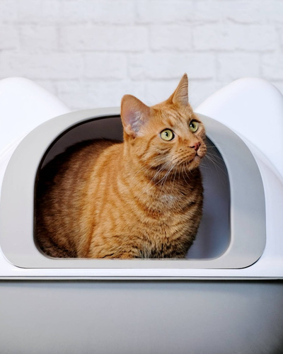 Создана коробка-фен для кошек — Ozon Клуб