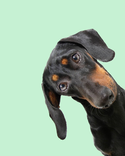 Сколько стоит купить щенка таксы и как ухаживать за собаками: личный опыт  владельцев — Ozon Клуб