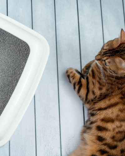 Лучший наполнитель для кошачьего туалета: как выбрать — Ozon Клуб