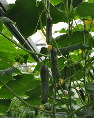 Выращивание огурцов в теплице из поликарбоната: пошаговая технология от А до Я