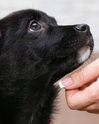 Как сделать игрушку для собаки своими руками: 10 способов порадовать шерстяного любимца