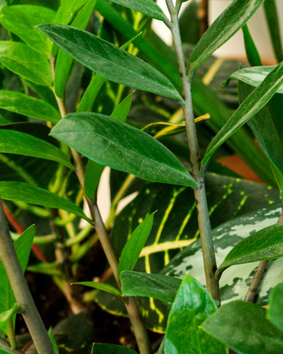 У замиокулькаса желтеют листья: причины и правила лечения