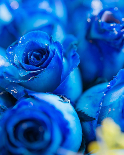 кеды BUT27R синий цветок