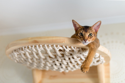 Абиссинские коты: что стоит знать перед&nbsp;покупкой питомца