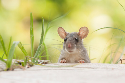Названы способы этично вывести мышей в&nbsp;доме