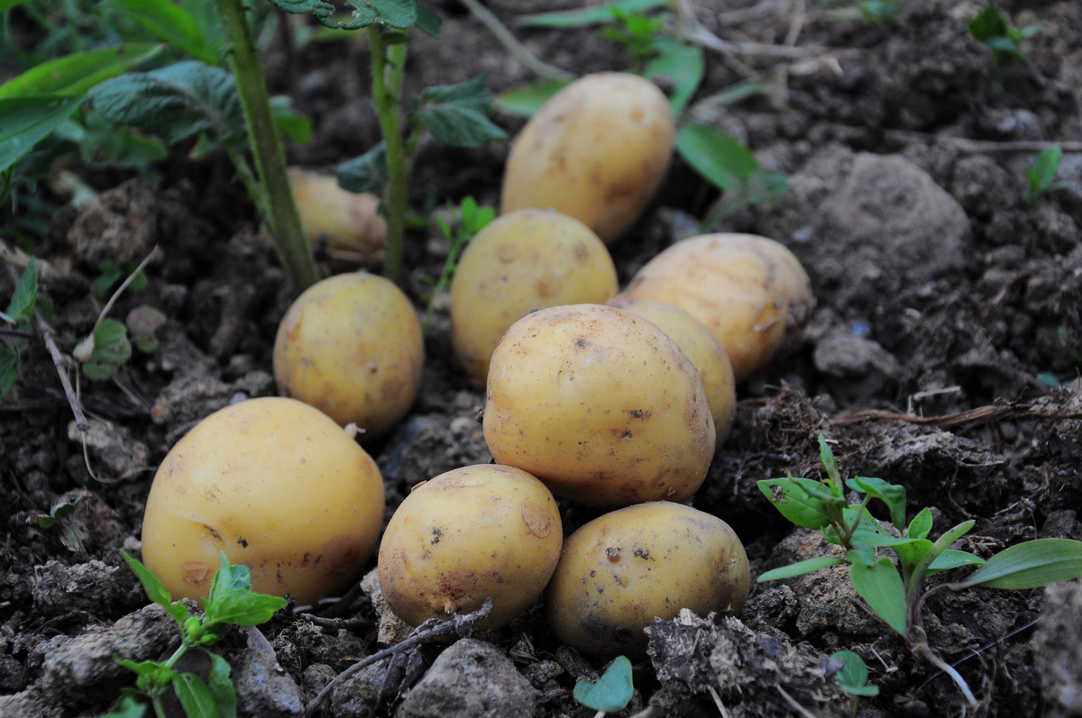 Как сажать картофель: 8 базовых принципов — Ozon Клуб