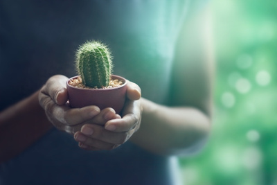 Как разводить кактусы: 7 советов опытных цветоводов