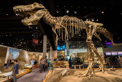 Тираннозавр рекс мог быть почти вдвое больше, чем мы считаем