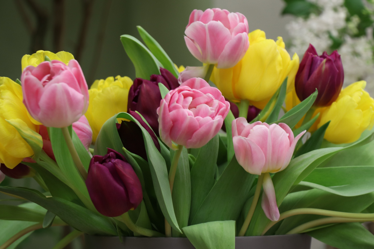Цветы на 8 марта фото