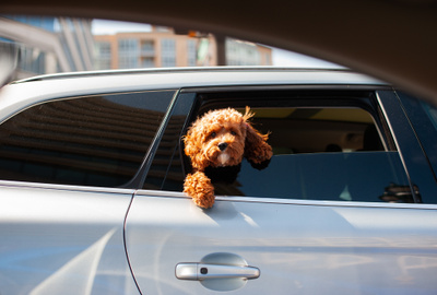 Путешествие с&nbsp;собакой на&nbsp;машине: советы и личный опыт