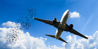 Воздушный патруль: как в&nbsp;аэропорту отпугивают птиц
