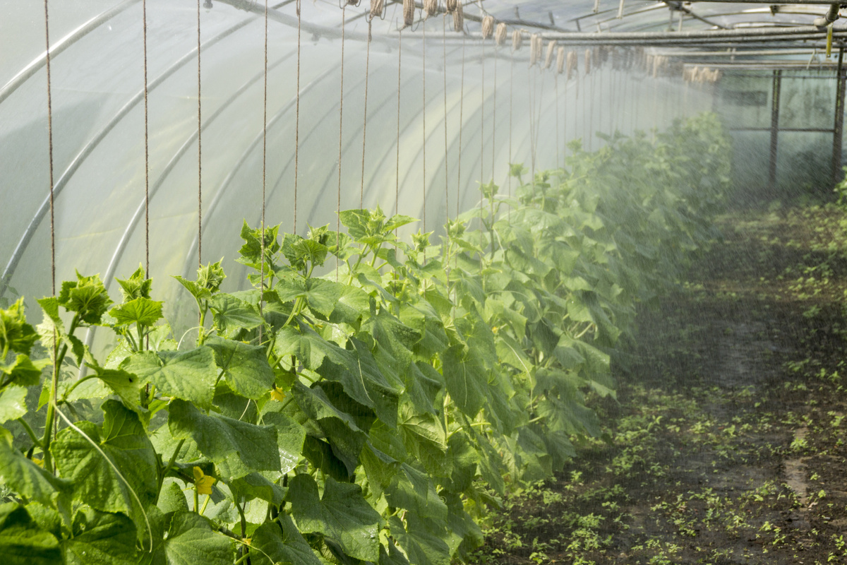 Топ-7 принципов, как правильно выращивать овощи в теплице — Ozon Клуб